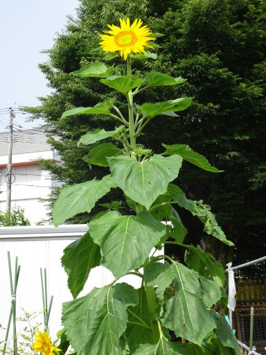 DSC01078